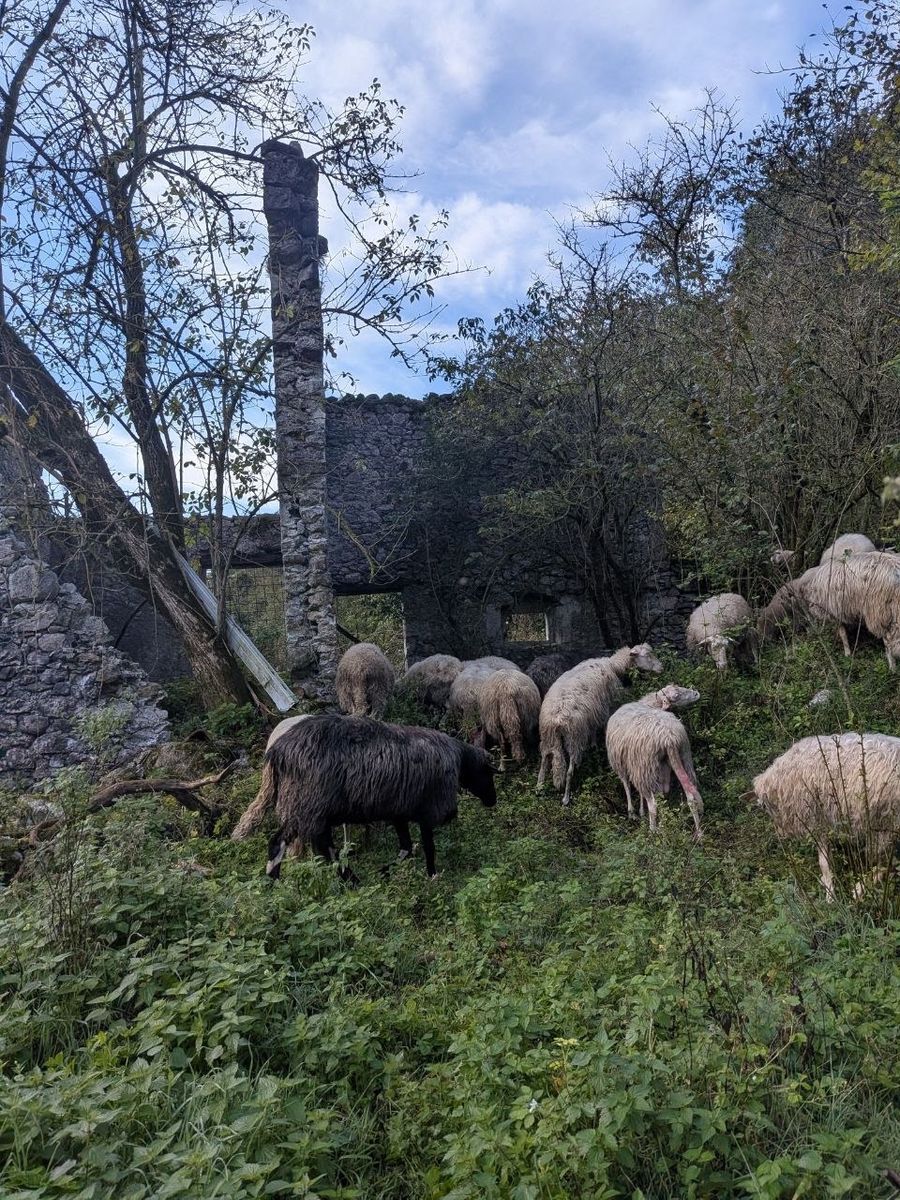 Le pecore al pascolo tra i ruderi