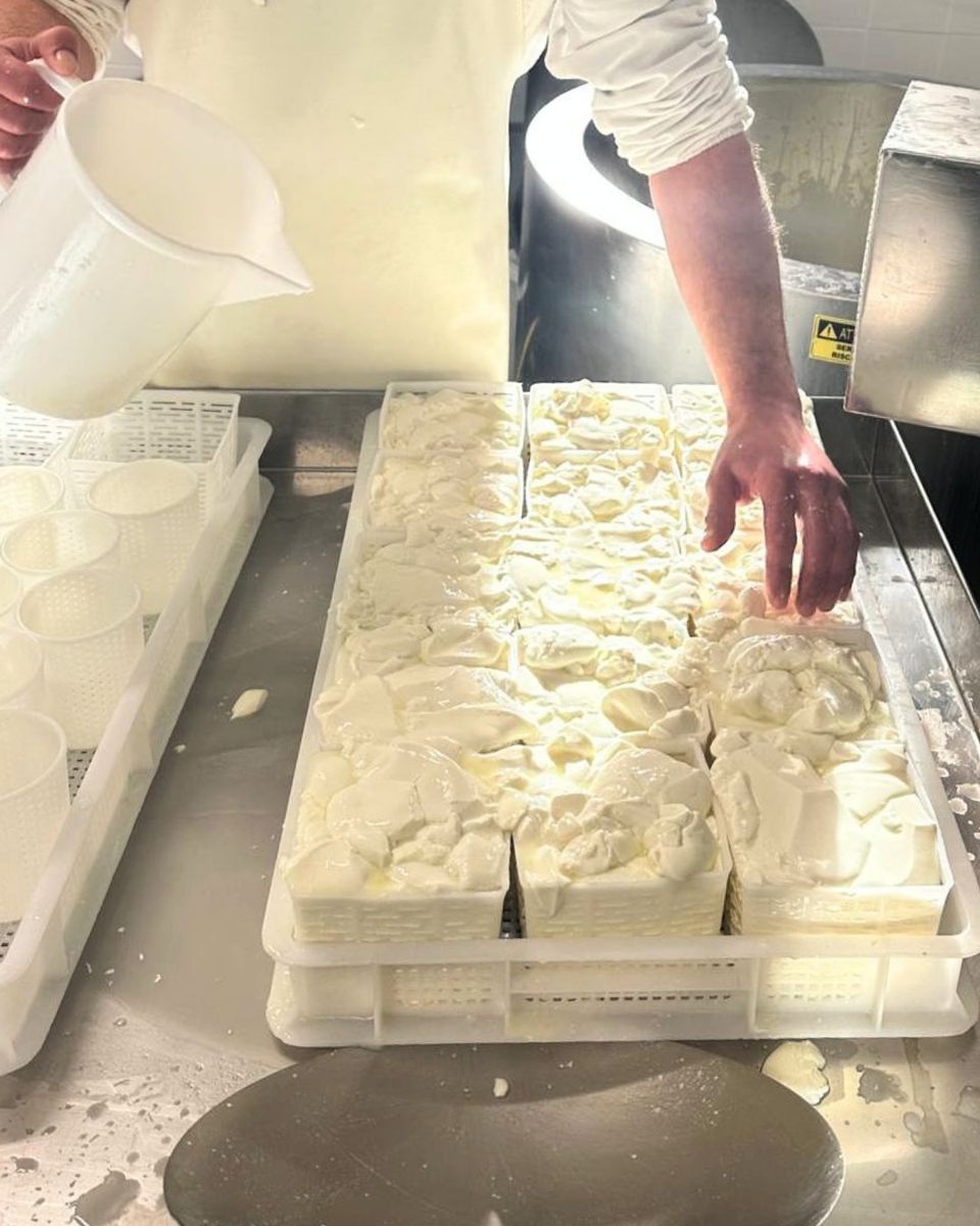 Ricotta di pecora appena messa in forma