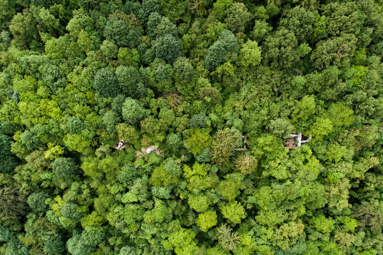Veduta aerea del bosco sopra Tramonti di Sopra: fra gli alberi si riconoscono i ruderi di Frassaneit